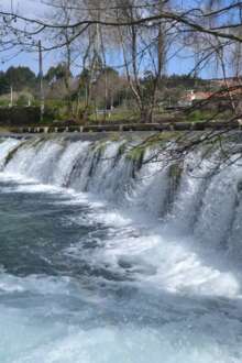Cerca de 25 mil pequenas trutas foram libertadas no rio Âncora